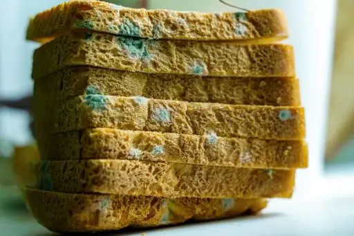 White sliced bread affected by green mold